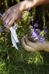 Fototapeta premium Woman cuts a lavender bouquet with garden scissors. Pruning a lavender in the garden