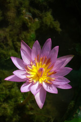 Purple water lily.