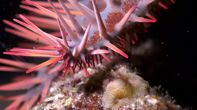 crown of thorns starfish tentacle - Acanthaster Planci, Red Sea, macro shot