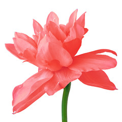 flower red narcissus, isolated on a white  background. Close-up. Flower bud on a green stem.