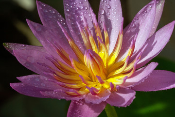 Obraz na płótnie Canvas Purple water lily.