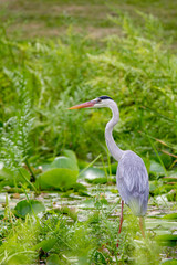 Graureiher (Ardea cinerea) an einem kleinen Teich auf Praslin, Seychellen.
