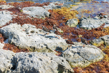 Birds feeding on seaweed, Caribbean Sea, Cancun, Mexico