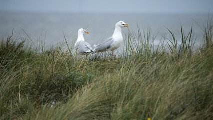 Herring Gull on small Dutch island
