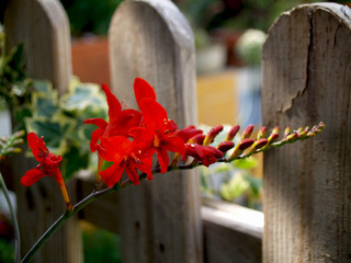 red crocosmia lucifer floweron wooden fence  in the garden