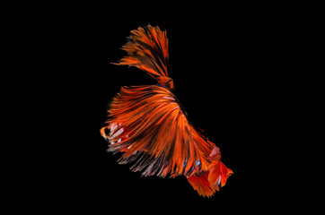 Betta fish, siamese fighting fish, betta splendens (Fullmoon betta )isolated on black background