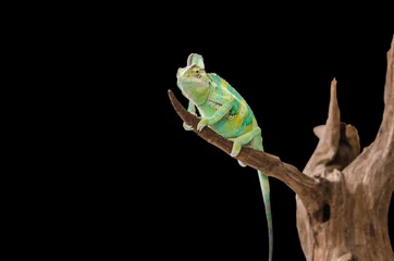 Papier Peint photo Lavable Caméléon Green chameleon camouflaged by taking colors of its black background. Tropical animal on natural tree.