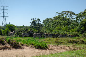 Fototapeta na wymiar Zebras in a row on grass, next to trees, walking, Game Park, South Africa