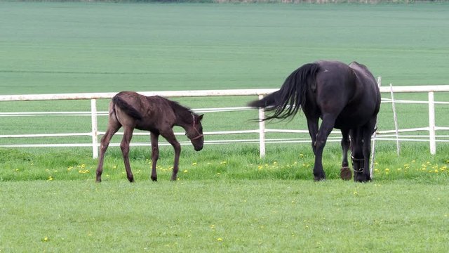 Mare with foal on pasture. Black kladrubian horse.