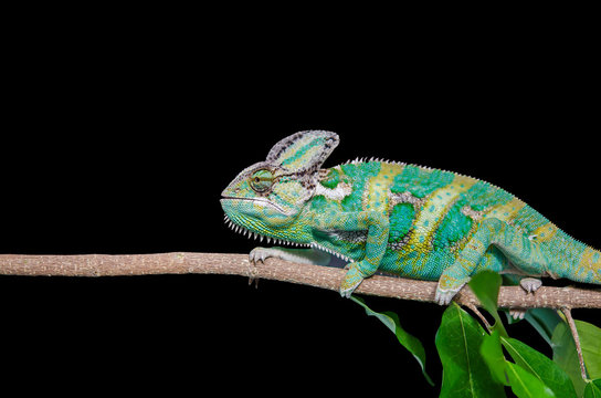 Green chameleon camouflaged by taking colors of its black background. Tropical animal on natural tree.
