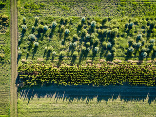 Field with pits and young trees for growing and planting the city