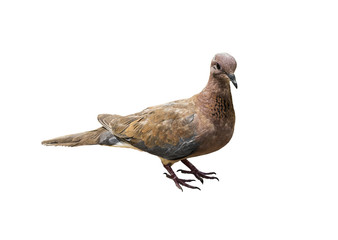 The laughing dove (Spilopelia senegalensis) on a white background isolated