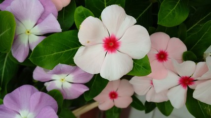 Piccoli fiori bianchi e rosa