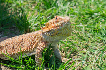 Closeup of a Bearded Dragon (Pogona vitticeps) on green grass. Exotic domestic pet.