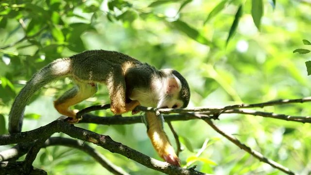 Common squirrel monkey (Saimiri sciureus) on tree in the nature. Wildlife animals.
