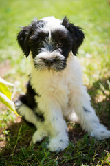 funny Tibetan Terrier puppy is sitting on nature