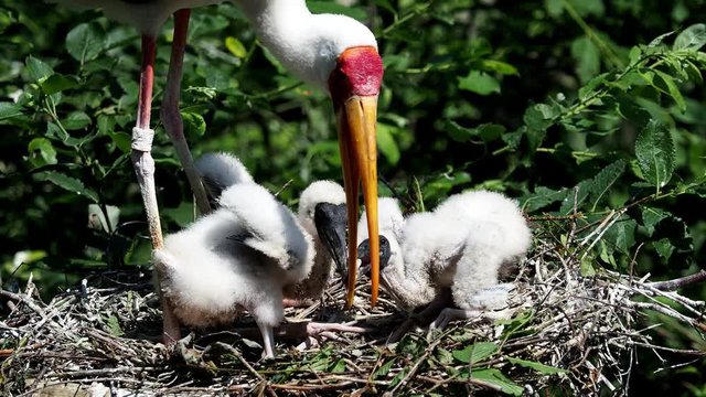 White stork (mycteria cinerea) feeding chicks. Bird's nest. Family mycteria cinerea in the nest. 

