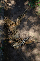 cheetah lying next to fence, South Africa