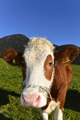 Allgäuer Kuh auf einer Wiese, Portrait, Bad Hindelang, Allgäu, Bayern, Deutschland, Europa
