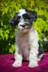 funny Tibetan Terrier puppy is sitting on nature