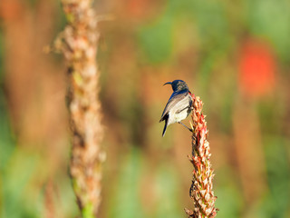 Southern Double-Collared Sunbird (Male)