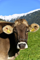 Fototapeta na wymiar Allgäuer Kuh auf einer Wiese, Portrait, Bad Hindelang, Allgäu, Bayern, Deutschland, Europa