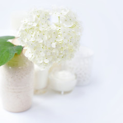 Obraz na płótnie Canvas White hydrangea on a white background. Flower background