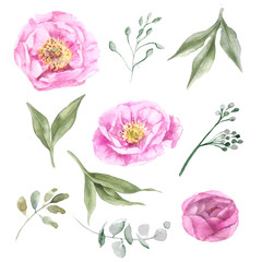 Fototapeta premium set of flowers buds and leaves of peony pink watercolor