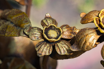 Details, structure and ornaments of forged iron gate. Decorative ornamen with flowers made from metal