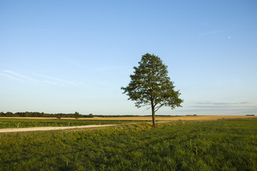 Fototapeta na wymiar Single tree on a green meadow