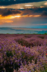Fototapeta na wymiar Beautiful lavender field landscape at the summer sunrise. Cloudy orange colorful sky over purple flowers with hilly fields on the background. Concept of lavender harvest