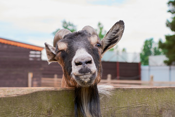 the goat chews © vinkirill