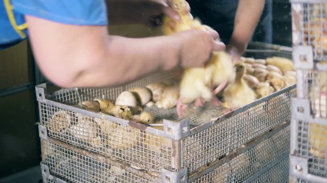 Two workers take ducklings from a box, slow motion.
