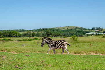 Zebra walking on road in park, South Africa