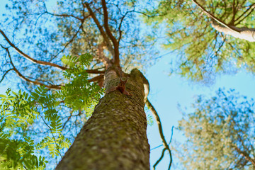 squirrel on a tree