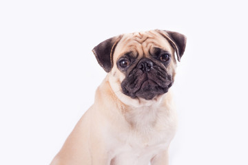 Cute pug dog feel boring