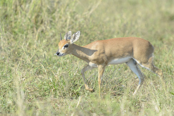 Oribi (Ourebia ourebi) walking on savanna, Kruger national park, South Africa.