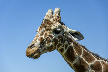 Giraffe head with neck in the background of sky