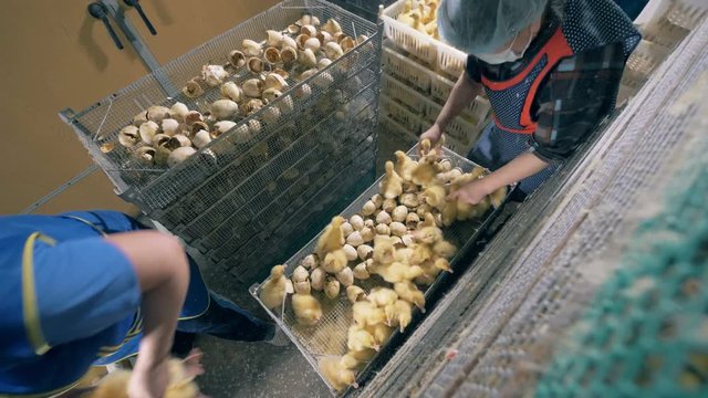Female workers pick up newborn ducks.