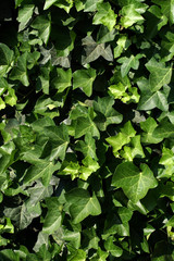 Green vine wall