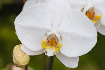 White orchid with droplets of water on the surface after rain