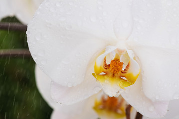White orchid with droplets of water on the surface after rain