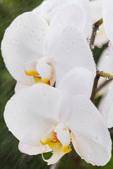 Fototapeta na wymiar White orchid with droplets of water on the surface after rain