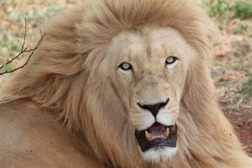 Amazing to stare a wild african male lion in the eyes threw the lens of the camera