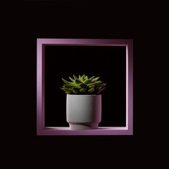 In a pink frame a plant of echeveria against a dark background