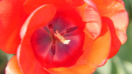 Closeup tulipano rosso