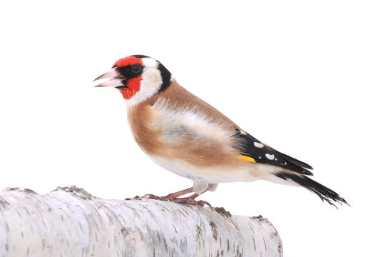 goldfinch