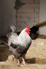 A Rooster watching his hencoop