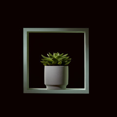 Wooden green frame with echeveria in a flowerpot on a black background