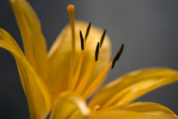 Obraz premium Orange lily on grey background - close-up